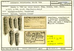 Karteikarte zum Syntyp von Nodosaria striatissima Stache, 1864